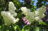 White Syringa