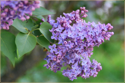 Syringa vulgaris