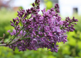 Purple Syringa