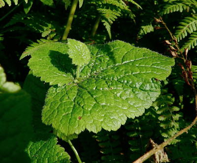 Tolmiea menziesii