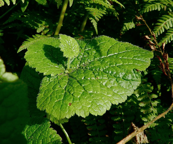 Tolmiea menziesii