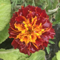 Red Tagetes