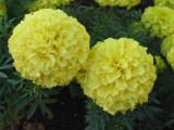 Yellow Tagetes