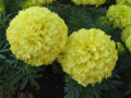 Yellow Tagetes