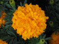 Orange Tagetes