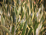 Green | Yellow Sansevieria