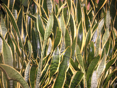 Dracaena trifasciata
