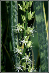 Green Sansevieria