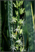 Green Sansevieria