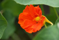 Orange Tropaeolum