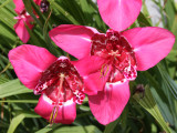 Fuchsia Tigridia