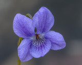 Purple Viola