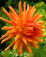 Orange, Cactus Dinnerplate