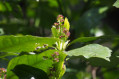 Green Aucuba