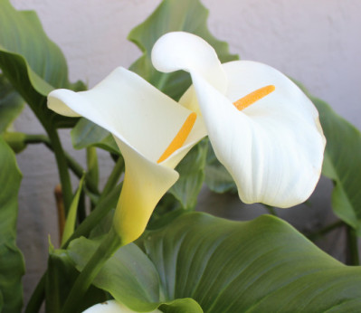 Zantedeschia aethiopica