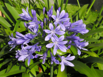 Agapanthus africanus