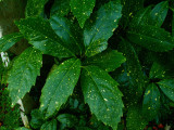 Dotted Aucuba