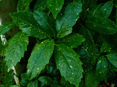 Aucuba japonica