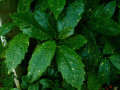 Dotted Aucuba