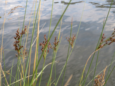 Juncus inflexus