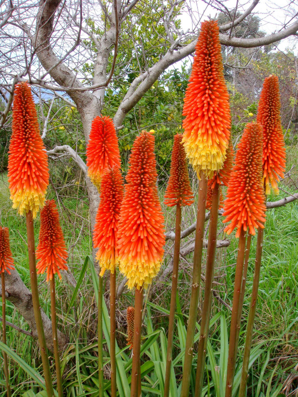Kniphofia uvaria