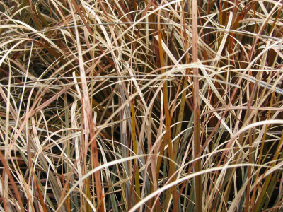 Uncinia rubra