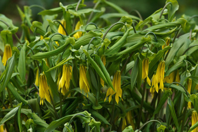 Uvularia grandiflora
