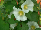 White Alcea