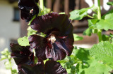 Black Alcea