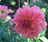 Peach | Yellow 5-6' blooms