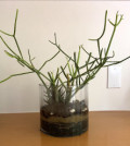 Green Pencil Euphorbia