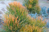 Sticks on Fire Euphorbia