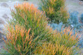 Sticks on Fire Euphorbia