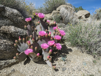 Opuntia basilaris