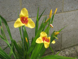 Yellow Tigridia