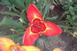Red Tigridia