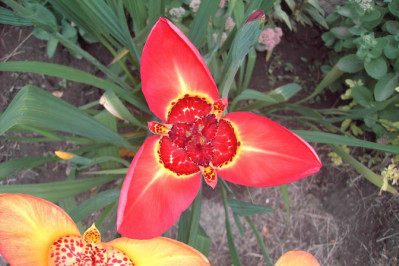 Tigridia pavonia