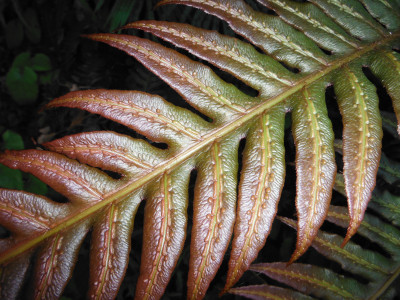 Woodwardia unigemmata