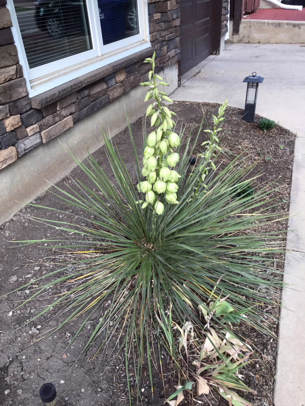 Yucca glauca