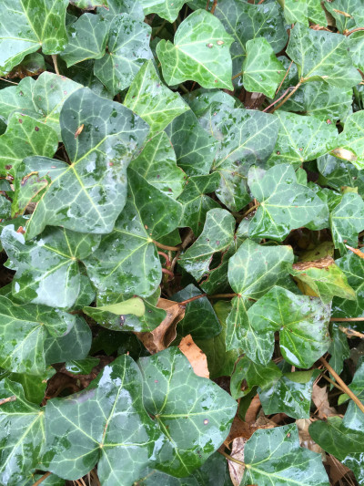 Hedera helix