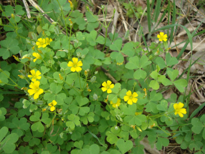 Oxalis stricta