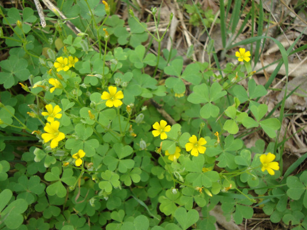 Oxalis stricta