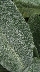 Blue Stachys