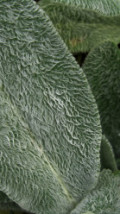 Blue Stachys