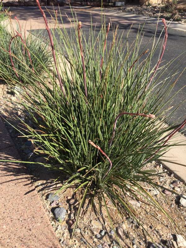 Hesperaloe parviflora