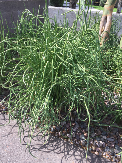 Euphorbia lomelii