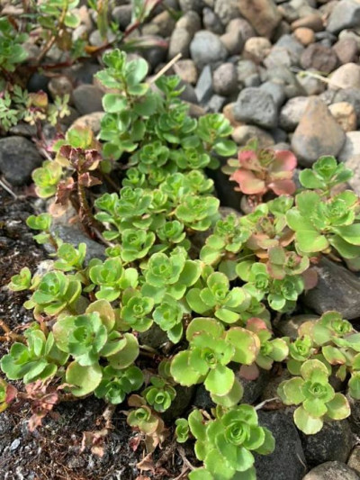 Phedimus hybridus