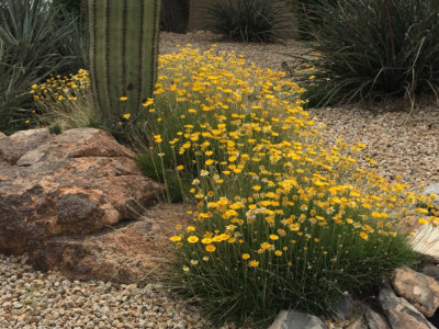 Erigeron linearis