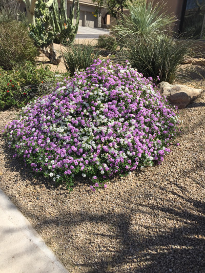 Lantana camara