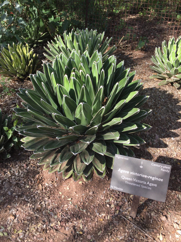 Agave victoriae-reginae